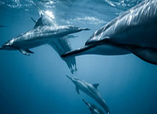 乐鱼体育平台入口-官方登录与在线体验 | Leyu Sports-吉鲁：我想留在切尔西 但也需要更多出场时间